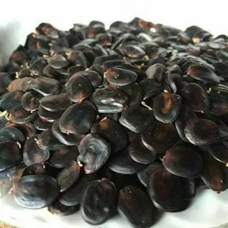 4 เมล็ด ชะอม ผักหละ อม ผักขา พูซูเด๊าะ โพซุยโดะ Acacia pennata Seeds.