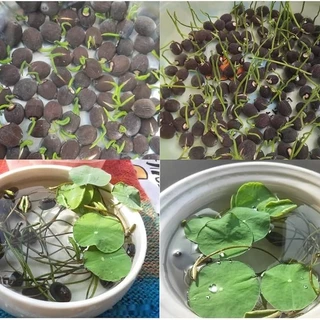 5 เมล็ด ดอกบัว บัว บัวสี Lotus Seeds สายพันธุ์ บัวจักรพงษ์