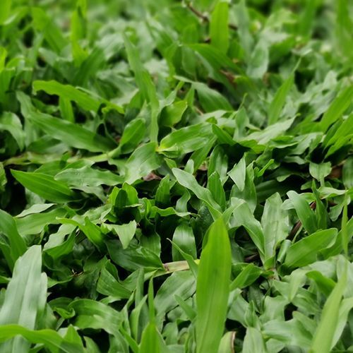 1000 เมล็ด หญ้า หญ้าสนาม หญ้าประดับสวน Grass Seeds สายพันธุ์ หญ้ามาเลเซีย Malaysia Grass (Carpet gra