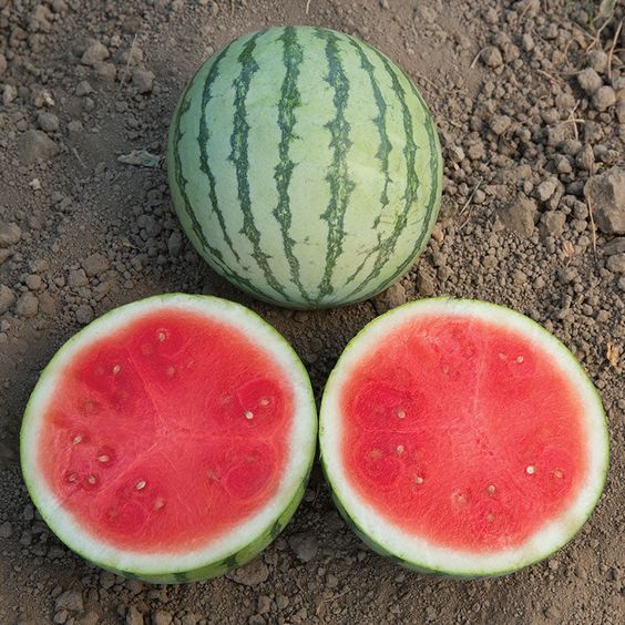 10 เมล็ด แตงโม แตงโมไร้เมล็ด เมล็ดผลไม้ Watermelon Seeds สายพันธุ์ Ocelot F1