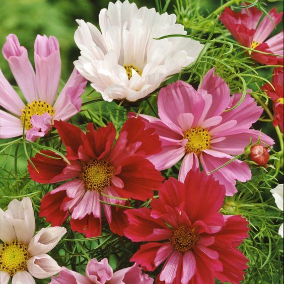 50 เมล็ด ดาวกระจายฝรั่ง คอสมอส Cosmos สายพันธุ์ Mixed