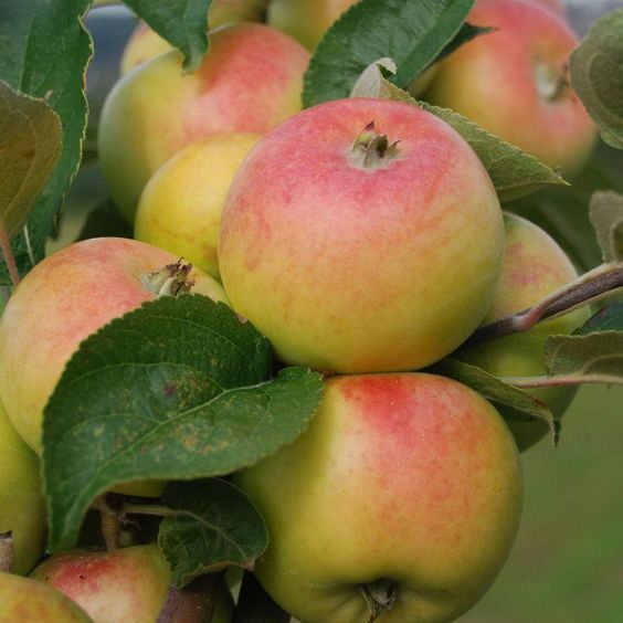 10 เมล็ด แอปเปิ้ล เมล็ดผลไม้ Apple Seeds สายพันธุ์ Lady Apple