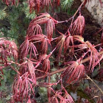 10 เมล็ด Maple เมเปิล ต้นใบสี สัญลักษณ์แห่งการบอกรัก Bonsai Seeds สายพันธุ์ Crimson Queen Japanese M