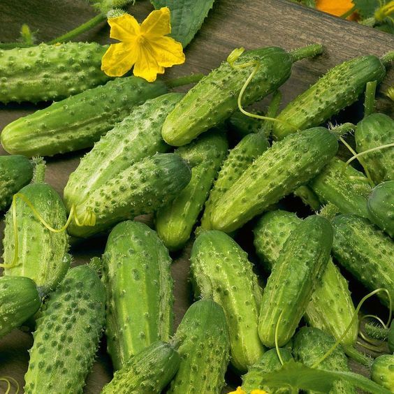 25 เมล็ด แตงกวา แตง Cucumber Seeds สายพันธุ์ Gherkin