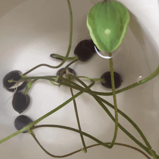 5 เมล็ด ดอกบัว บัว บัวสี Lotus Seeds สายพันธุ์ บัวจักรพงษ์