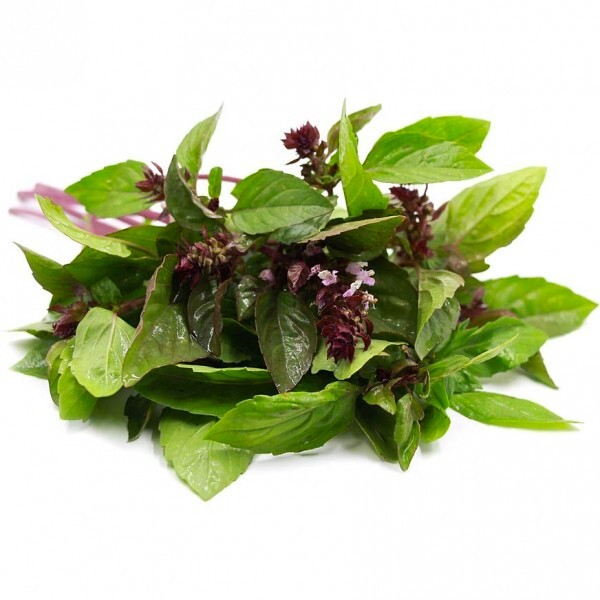 500 เมล็ด Thai basil โหระพา ผักสวนครัว เหมาะแก่การทำสวน
