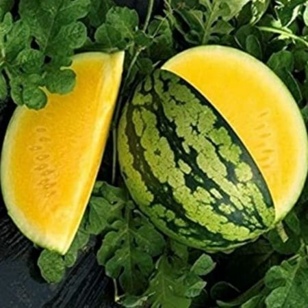 12 เมล็ด แตงโม บะเต้า แต่เต้าส่า ไร้เมล็ด Watermelon Seeds Non-GMO สายพันธุ์ แตงโมเหลือง เยลโล่วไชน์