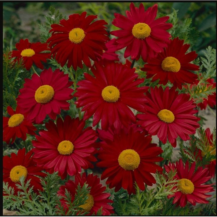 100 เมล็ด เบญจมาศ Chrysanthemum Seeds สายพันธุ์ Robinsons Red