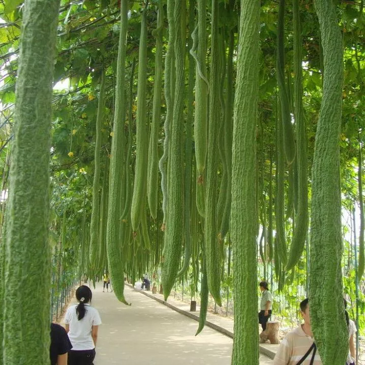 10 เมล็ด บวบหอมลูกยาว บวบหอม พันธุ์ยาวที่สุดในโลก