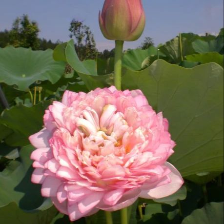 5 เมล็ด บัวนอก บัว สายพันธุ์ Duplicate Pink LOTUS สีชมพู