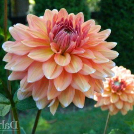 25 เมล็ด ดาร์เลีย Mystery Dahlia สายพันธุ์ยุโรป ดอกรักเร่ Dahlia