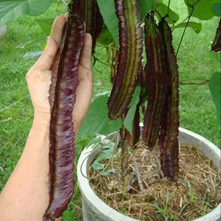 15 เมล็ด ถั่วพูสีม่วง ถั่วปู ต้นแข็งแรง ฝักสีม่วง ฝักใหญ่ Purple Winged Bean Seeds