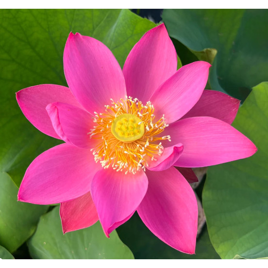5 เมล็ด บัวนอก บัว สายพันธุ์ SLIM RED FINGERS LOTUS สีชมพู