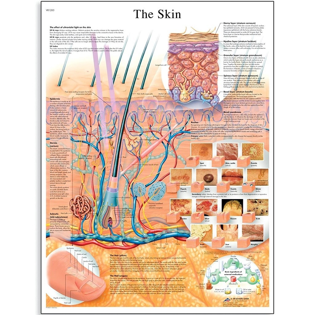 VRL Glossy Layer Pressed Paper Skin Anatomy Pattern Poster