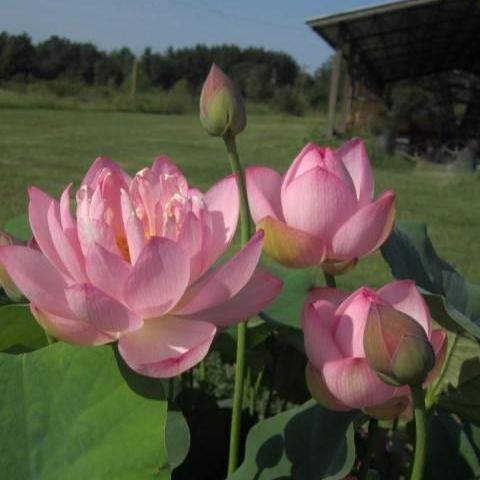 4 เมล็ด ดอกบัว บัวสาย พันธุ์นอก สายพันธุ์ Ten Mile Creek สีชมพู อ่อนหวาน Lotus Seeds