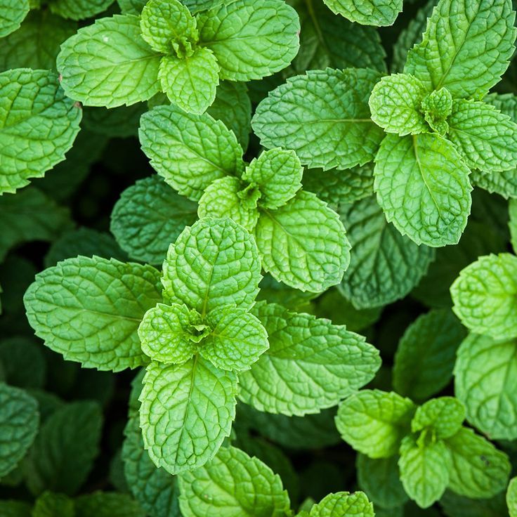 200 เมล็ด เปปเปอร์มินต์ มิ้นท์ Peppermint สมุนไพรฝรั่ง