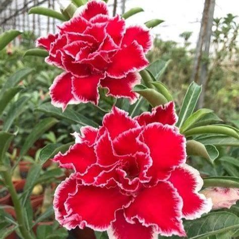 8 เมล็ด ชวนชม ลั่นทมยะวา สายพันธุ์ VIEIRA สีชมพู Desert Rose Adenium Seeds