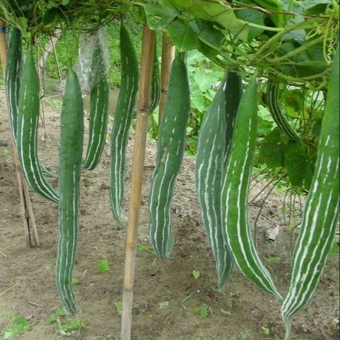 10 เมล็ด บวบ บักบวบ Non-GMO Snake Gourd Seeds สายพันธุ์ สีเขียวลายขาว