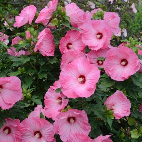 20 เมล็ด ดอกชบา Hibiscus Seeds สายพันธุ์ Airbrush Effect Hardy Hibiscus