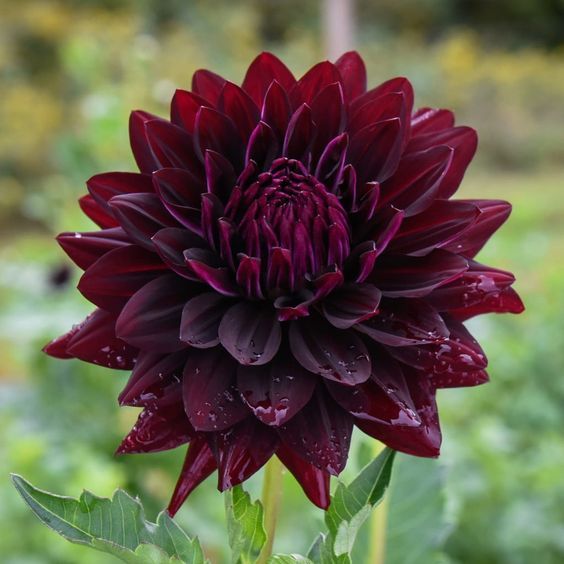 25 เมล็ด รักเร่ ดาร์เลีย รักแรกพบ Dahlia Seeds สายพันธุ์ HOLLYHILL BLACK BEAUTY สีดำ