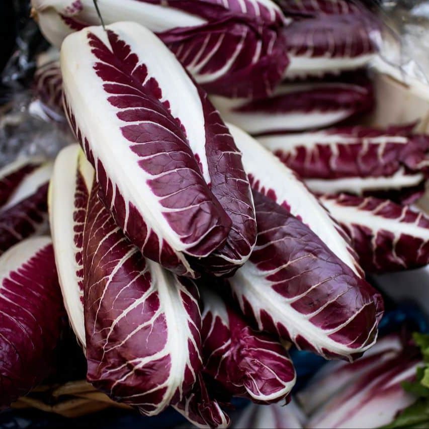 100 เมล็ด ผักกาดแดง Cichorium intybus var foliosum แรดิชิโอ Radicchio ผักในตระกูลผักกาดหอม