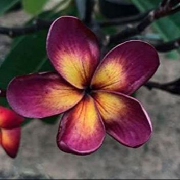 10 เมล็ด ลีลาวดี Hawaii Plumeria ฮาวาย สายพันธุ์ Purple Plumeria สีม่วง
