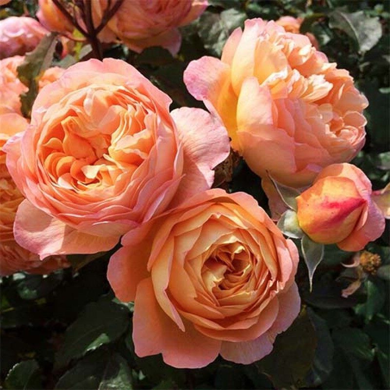 20 เมล็ด กุหลาบ Lady Emma Hamilton Rosa Lady Emma Hamilton สายพันธุ์อังกฤษ ดอกกุหลาบ