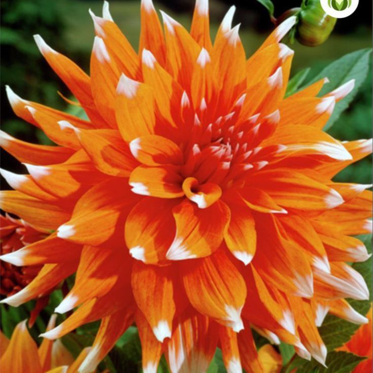 25 เมล็ด รักเร่ ดาร์เลีย รักแรกพบ Dahlia Seeds สายพันธุ์ ORANGE 'N' SNOW สีส้ม
