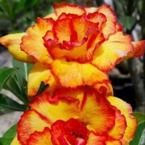 5 เมล็ด ชวนชม กุหลาบทะเลทราย ไต้หวัน สายพันธุ์ Sandra สีเหลือง ส้ม Adenium obesum