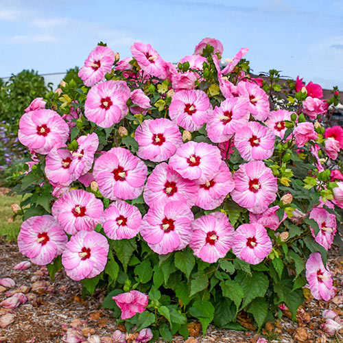20 เมล็ด ดอกชบา Hibiscus Seeds สายพันธุ์ Spinderella Hibiscus