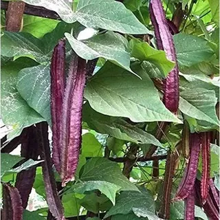 15 เมล็ด ถั่วพูสีม่วง ถั่วปู ต้นแข็งแรง ฝักสีม่วง ฝักใหญ่ Purple Winged Bean Seeds