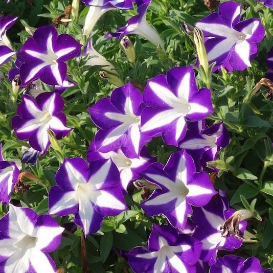 800 ดอกพิทูเนีย Petunia Seeds ออกดอกทุกฤดู สายพันธุ์ Blanket สีม่วงขาว