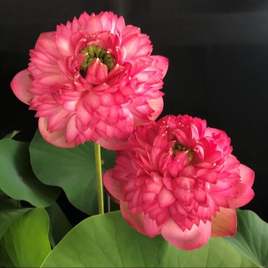 5 เมล็ด บัว บัวนอก สายพันธุ์ Guang Yu Lou สีชมพู พิงค์ บัวจักรพรรดิ์ Lotus Seeds