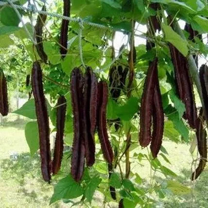 15 เมล็ด ถั่วพูสีม่วง ถั่วปู ต้นแข็งแรง ฝักสีม่วง ฝักใหญ่ Purple Winged Bean Seeds