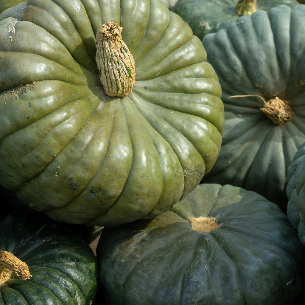 10 เมล็ด ฟักทอง Queensland Blue PUMPKIN Seeds