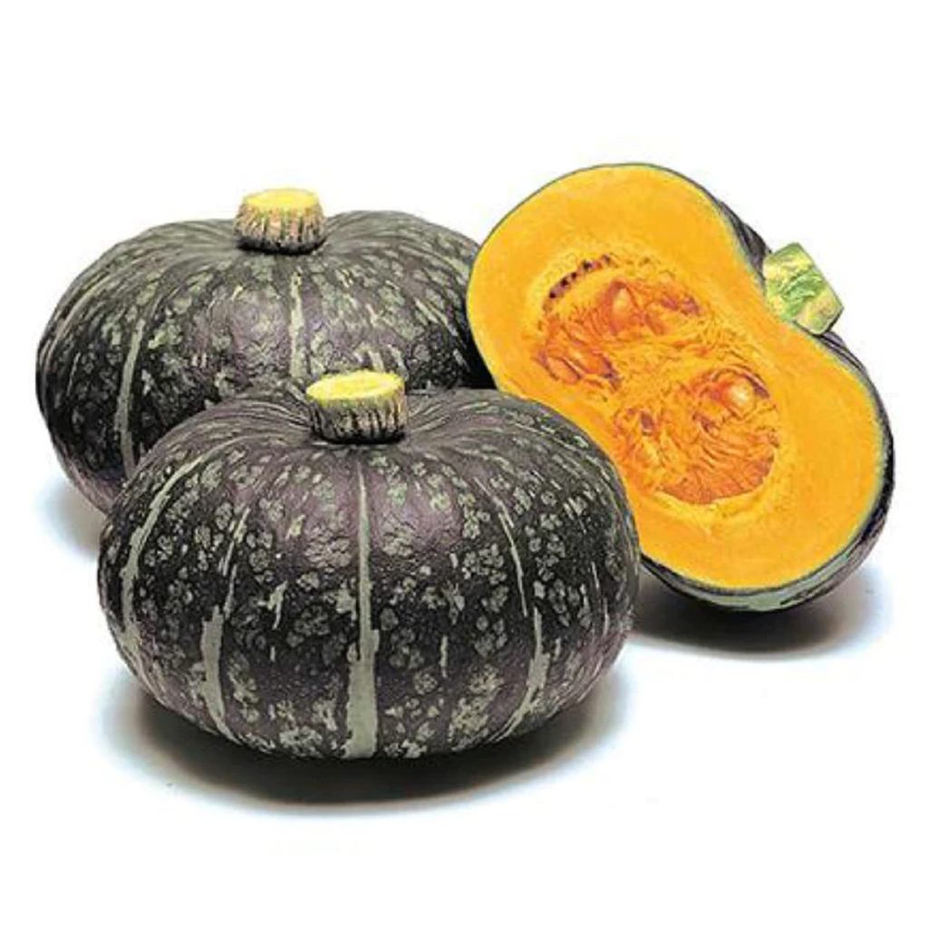 10 เมล็ด ฟักทองญี่ปุ่น Kabocha Japanese Pumpkin Seeds