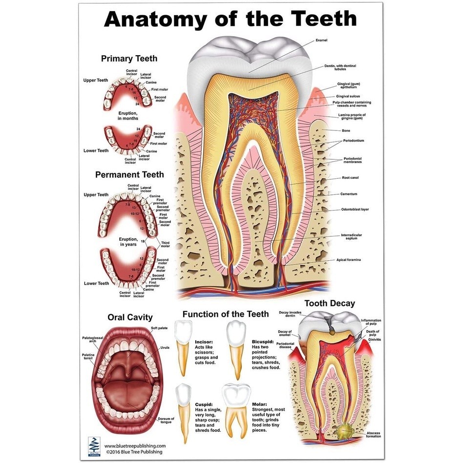 Anatomy of the Tooth Poster Wall Art Tooth Decay ภาพวาดผ้าใบสําหรับ Wall Decor.jpg