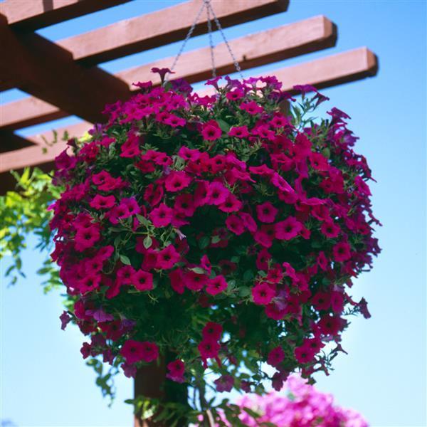 800 ดอกพิทูเนีย Petunia Seeds ออกดอกทุกฤดู สายพันธุ์ ColourWorks สีม่วงขาว