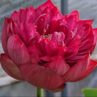 5 เมล็ด บัว บัวนอก สายพันธุ์ Red Flag สีชมพู แดง บัวจักรพรรดิ์ Lotus Seeds