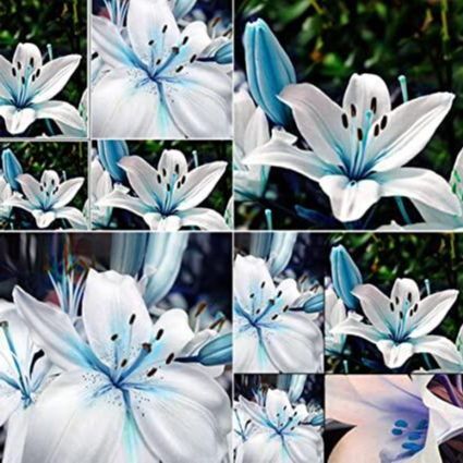 20 เมล็ด ต้นดอกลิลลี ดอกลิลลี่ สีฟ้า Lily Seeds Lilies