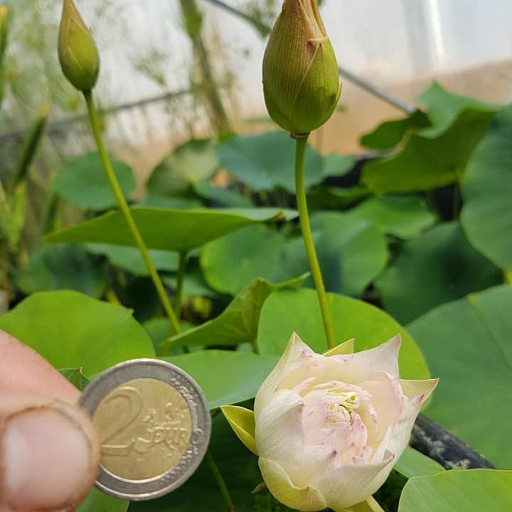 5 เมล็ด บัว บัวนอก สายพันธุ์ First Fall สีขาว อมชมพู บัวแคระ Micro บัวจักรพรรดิ์ Lotus Seeds