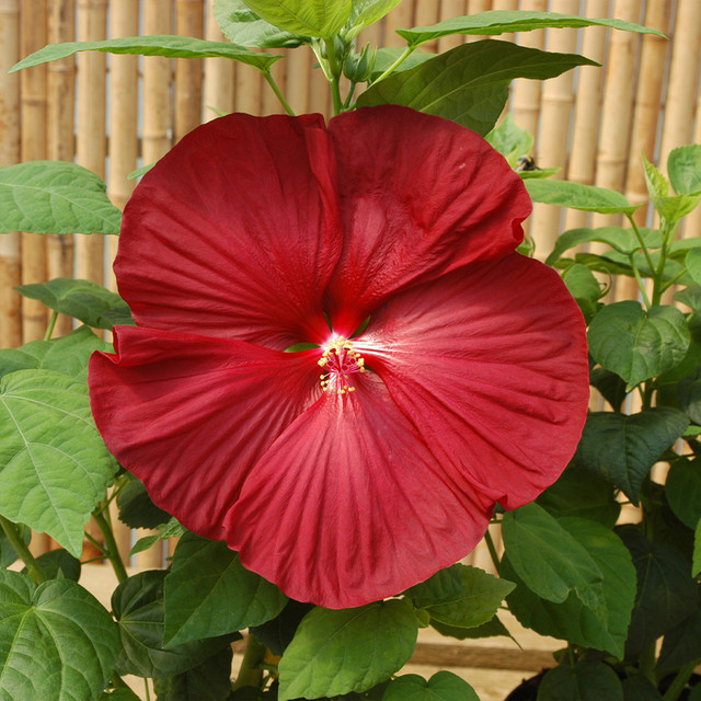 20 เมล็ด ดอกชบา Hibiscus Seeds สายพันธุ์ Hibiscus Luna Red