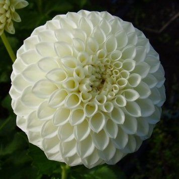 25 เมล็ด รักเร่ ดาร์เลีย รักแรกพบ Dahlia Seeds สายพันธุ์ RYECROFT JAN สีขาว