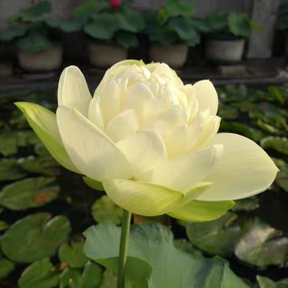 4 เมล็ด ดอกบัว บัวสาย พันธุ์นอก สายพันธุ์ Beautiful Spring in Jinling สีขาว