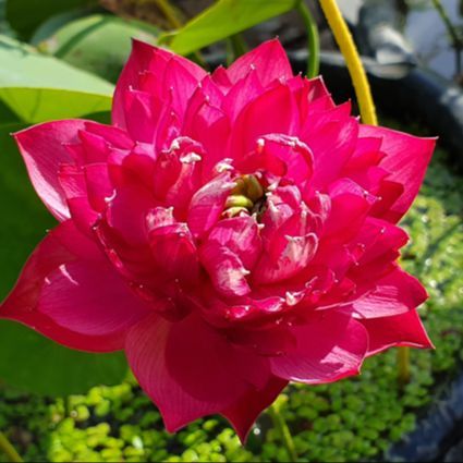 5 เมล็ด บัว บัวนอก สายพันธุ์ Red Kapok สีชมพู แดง บัวแคระ Micro บัวจักรพรรดิ์ Lotus Seeds