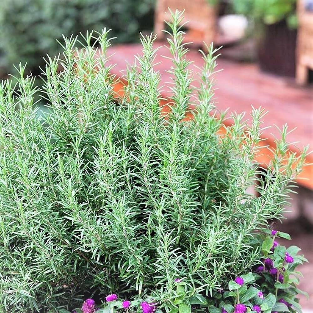 50 เมล็ด ผักโรสแมรี่ Rosemary Seeds