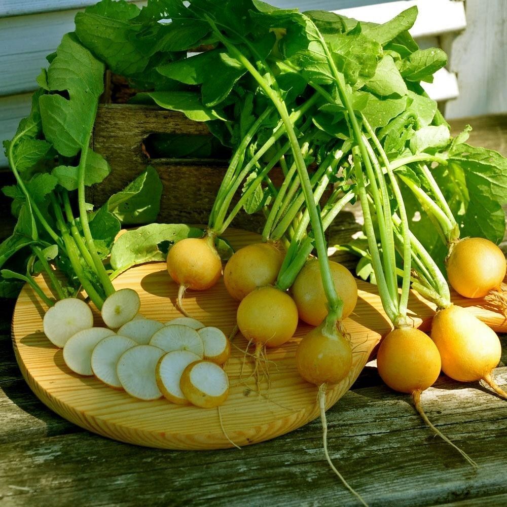 50 เมล็ด แรดิช สีเหลือง Zlata radish Seeds