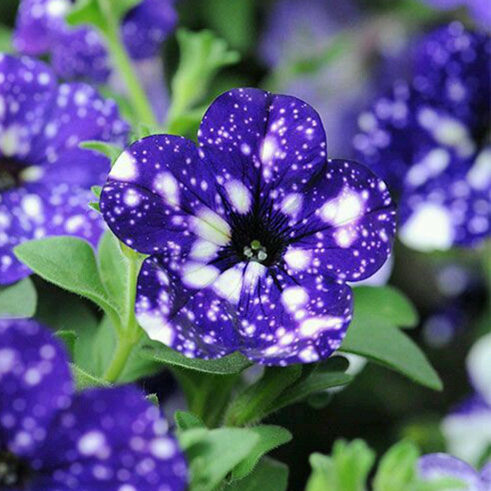 800 ดอกพิทูเนีย Petunia Seeds ออกดอกทุกฤดู สายพันธุ์ Night Skies สีน้ำเงิน