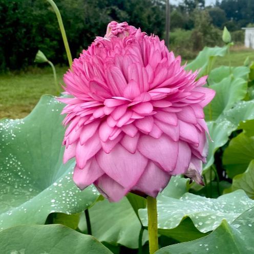 4 เมล็ด ดอกบัว บัวสาย พันธุ์นอก สายพันธุ์ Ultimate 1000 Petal สีชมพู ม่วง บานเย็น Lotus Flower Seeds
