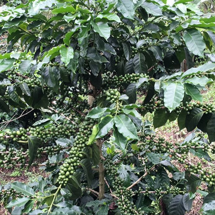 10 เมล็ด กาแฟ เมล็ดพันธุ์กาแฟสด สายพันธุ์ ลิเบอริก้า Coffee Seeds